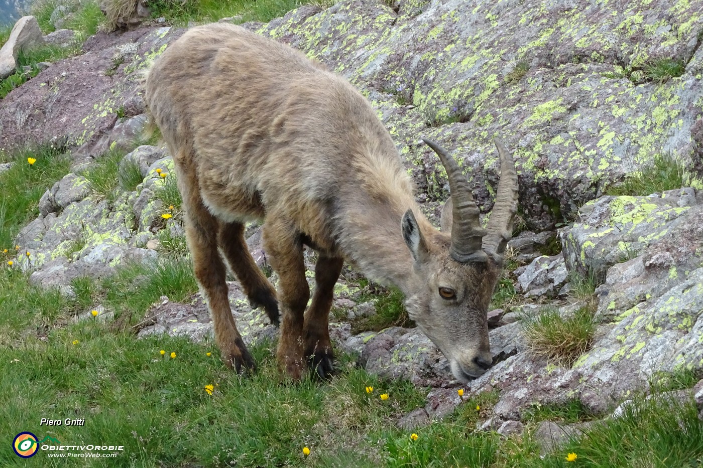 86 Uno stambecco sta brucando al Passo di Mezzeno.JPG